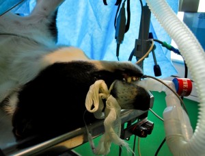 Anestezija kućnih ljbimaca pasa mačaka