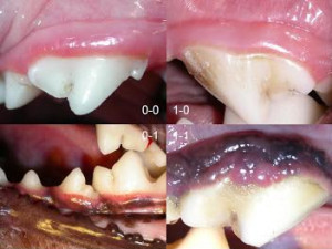 Bolesti zuba kod pasa i mačaka
