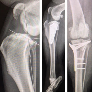 TPLO metoda kirurškog liječenja nakon pucanja prednjeg križnog ligamenta koljena
